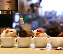 Sweet As Sugar Guinea Pigs